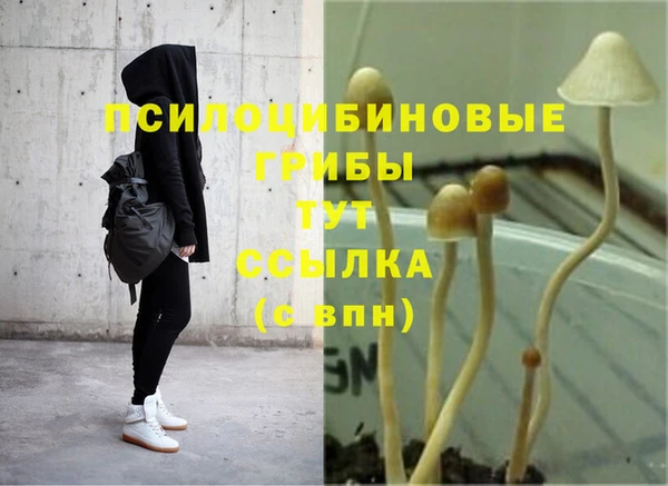 сатива Белокуриха